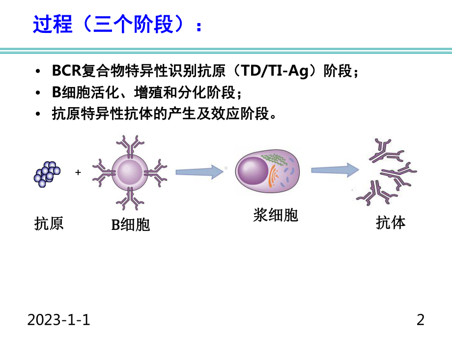 免疫学B细胞介导的体液免疫应答课件.ppt_第2页