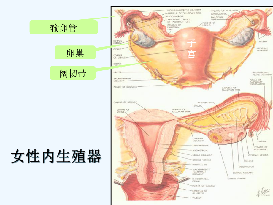 妊娠病异位妊娠课件.ppt_第2页