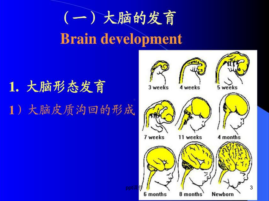 小儿神经系统发育-课件.ppt_第3页