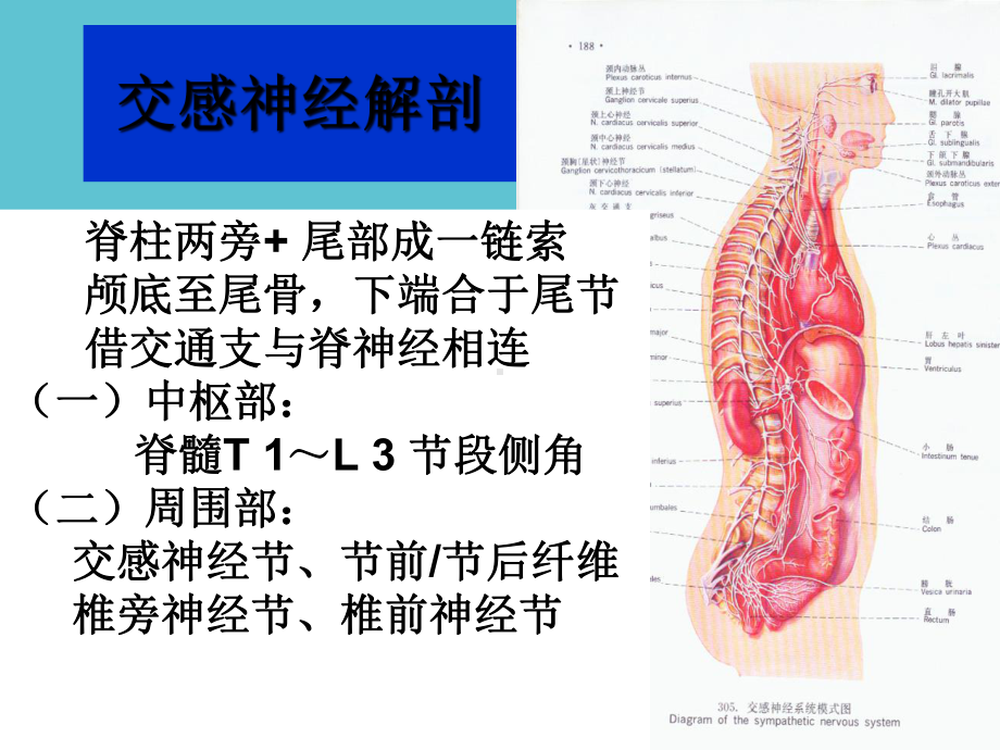 交感神经节阻滞在疼痛科的应用课件.ppt_第2页