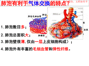 呼吸运动和肺通气培训课件.ppt