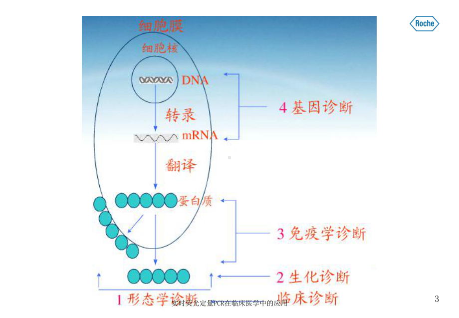 实时荧光定量PCR在临床医学中的应用培训课件.ppt_第3页