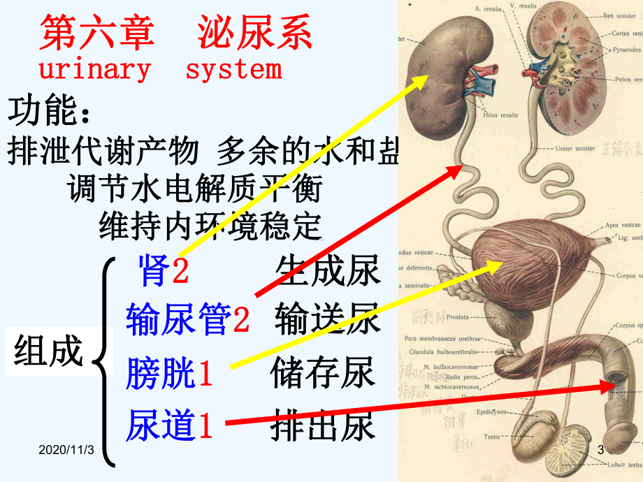 人体解剖学泌尿系统课件.ppt_第3页