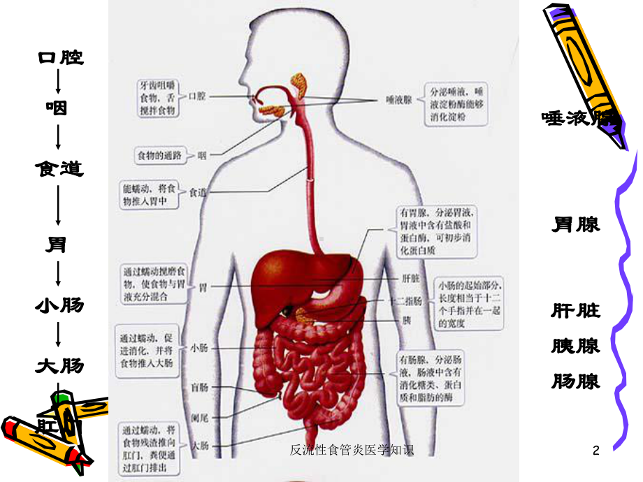 反流性食管炎医学知识培训课件.ppt_第2页