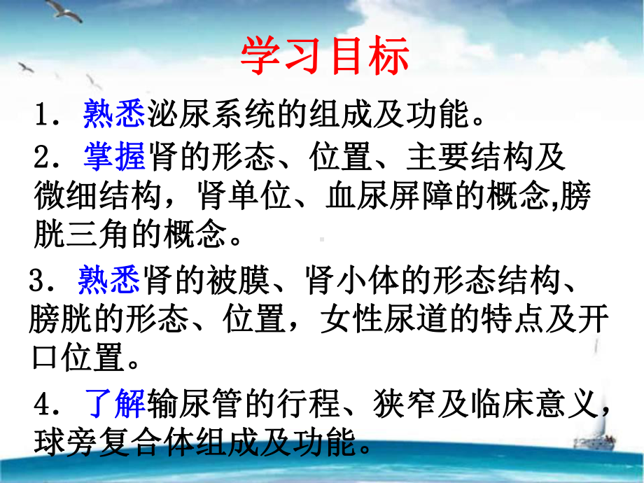 人体解剖学泌尿系统-课件.ppt_第2页