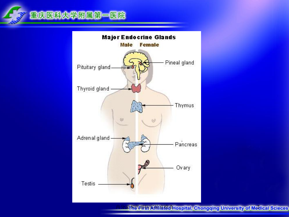 内分泌和代谢病实验室检查培训课件.ppt_第2页