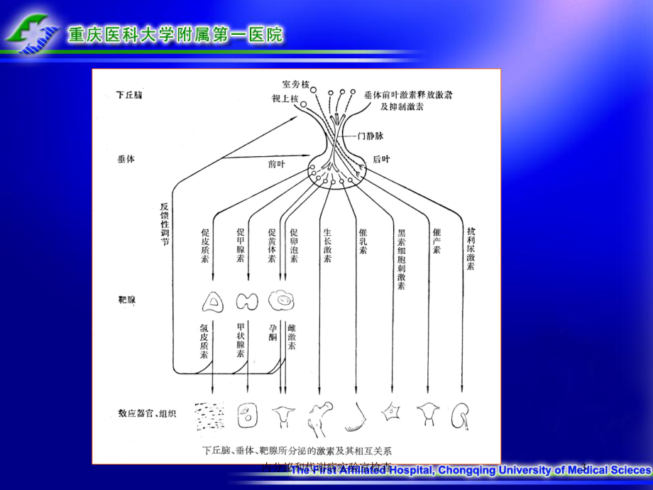 内分泌和代谢病实验室检查培训课件.ppt_第3页