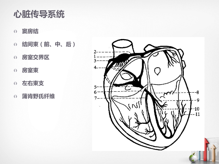 小儿心电图特点-课件.ppt_第3页