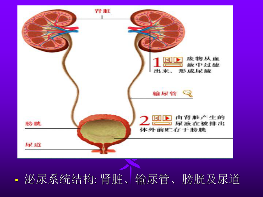 健康评估泌尿系统课件.pptx_第3页