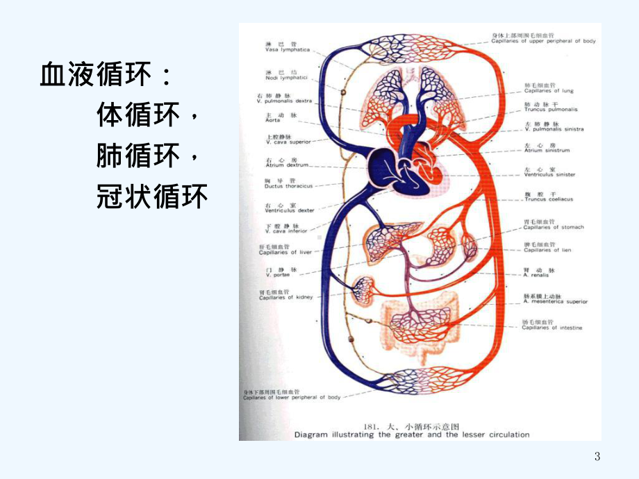 实验二循环系统消化系统课件.ppt_第3页