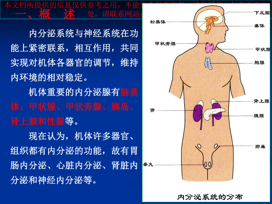 人体解剖生理学内分泌系统培训课件.ppt_第1页