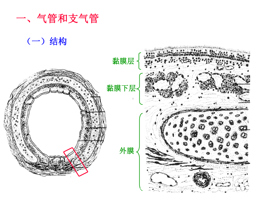 呼吸系统组织胚胎学培训课件.ppt_第2页