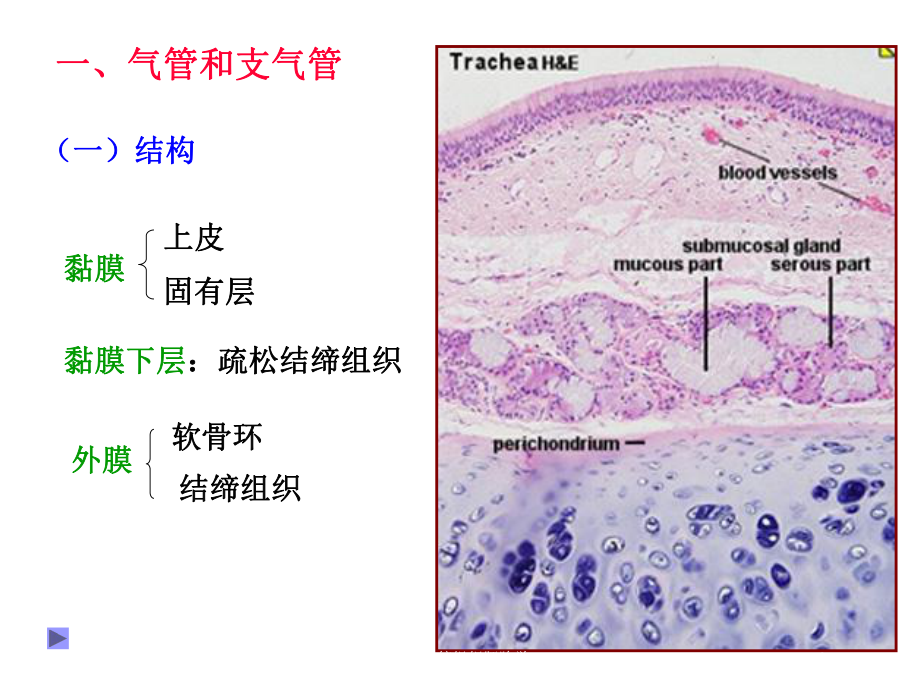 呼吸系统组织胚胎学培训课件.ppt_第3页