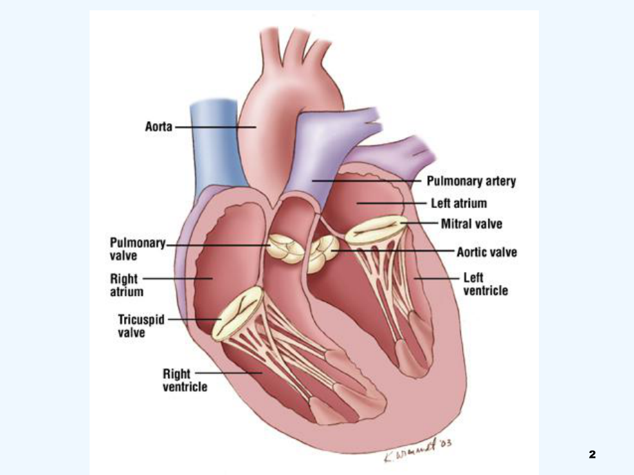 内科学心脏瓣膜病七年制课件.ppt_第2页