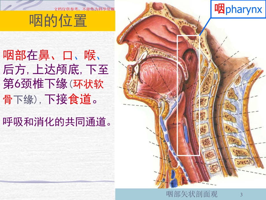 咽科学医学知识专题讲座培训课件.ppt_第3页