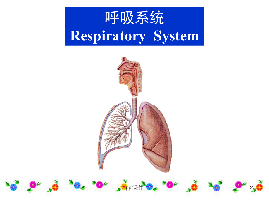 呼吸系统-课件.ppt_第2页