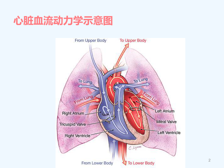 二尖瓣关闭不全的护理查房课件.ppt_第2页