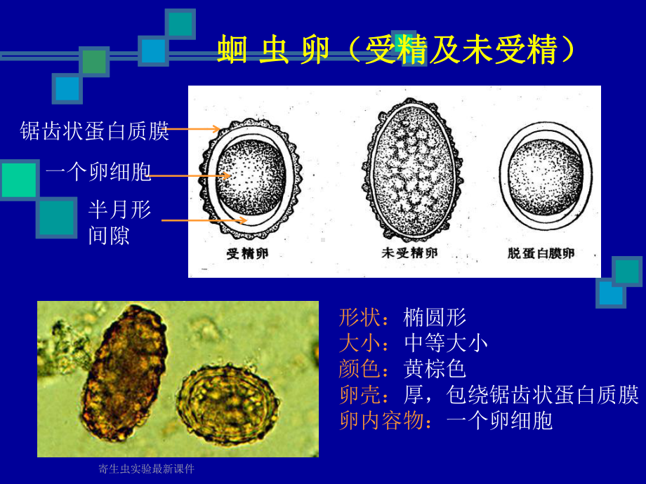 寄生虫实验课件.ppt_第3页