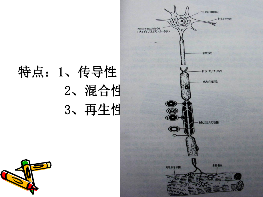 周围神经损伤的康复课件.pptx_第3页