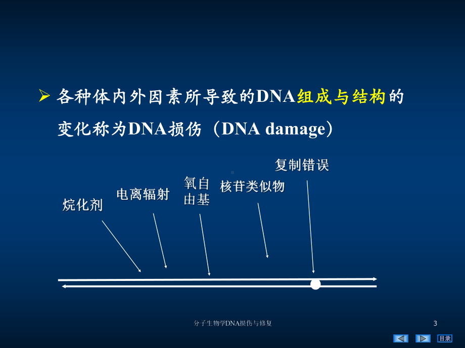 分子生物学DNA损伤与修复培训课件.ppt_第3页