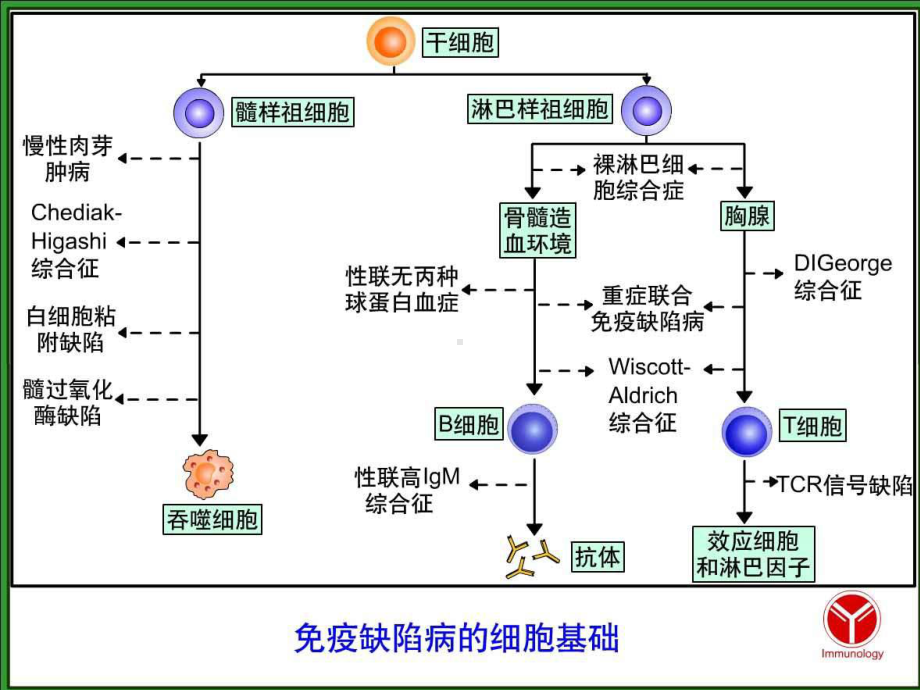 免疫缺陷性疾病-课件.pptx_第3页