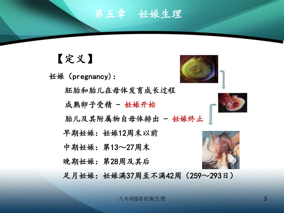 八年制5章妊娠生理课件.ppt_第3页