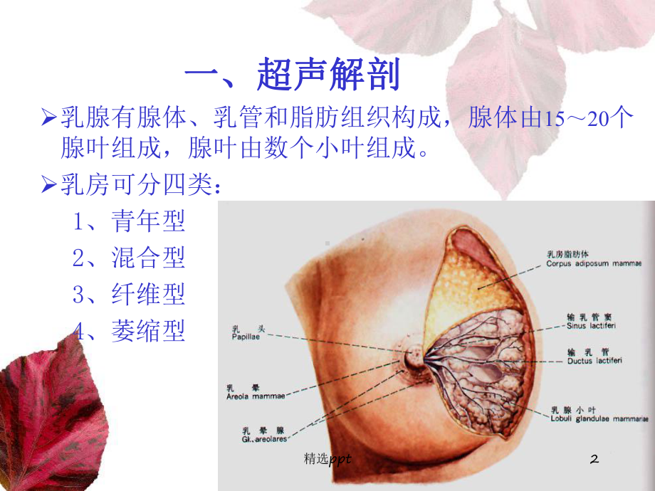 乳腺和甲状腺的超声学检查课件.ppt_第2页