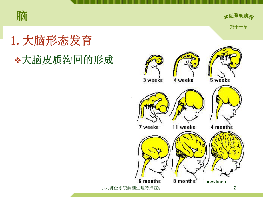 小儿神经系统解剖生理特点宣讲培训课件.ppt_第2页