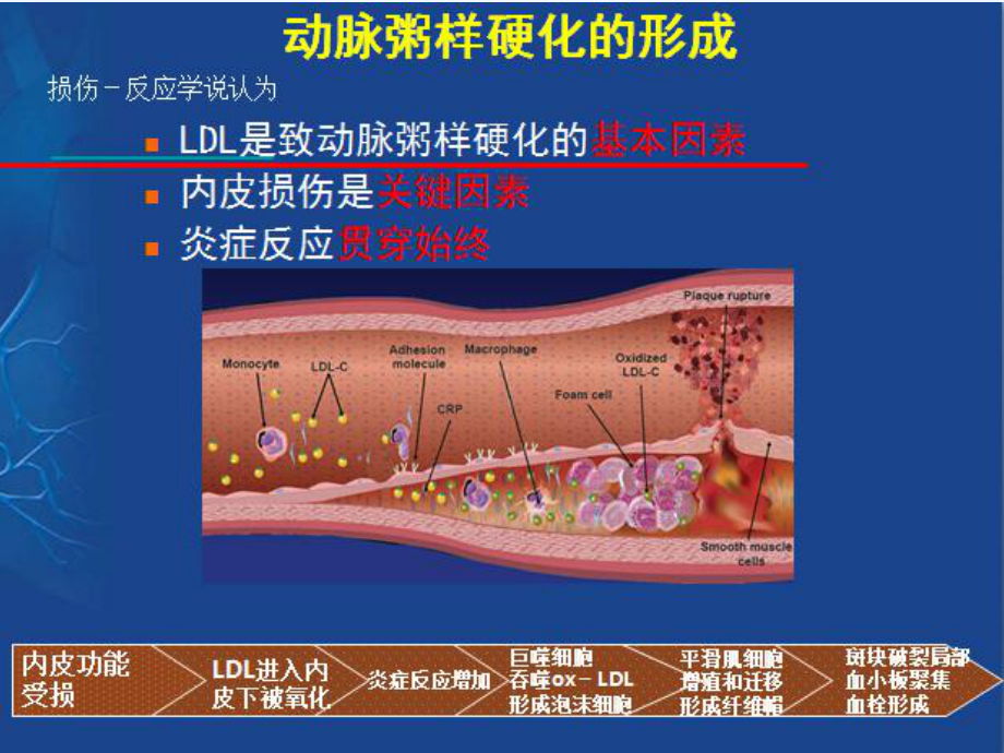 冠心病患者的血脂管理课件.ppt_第3页