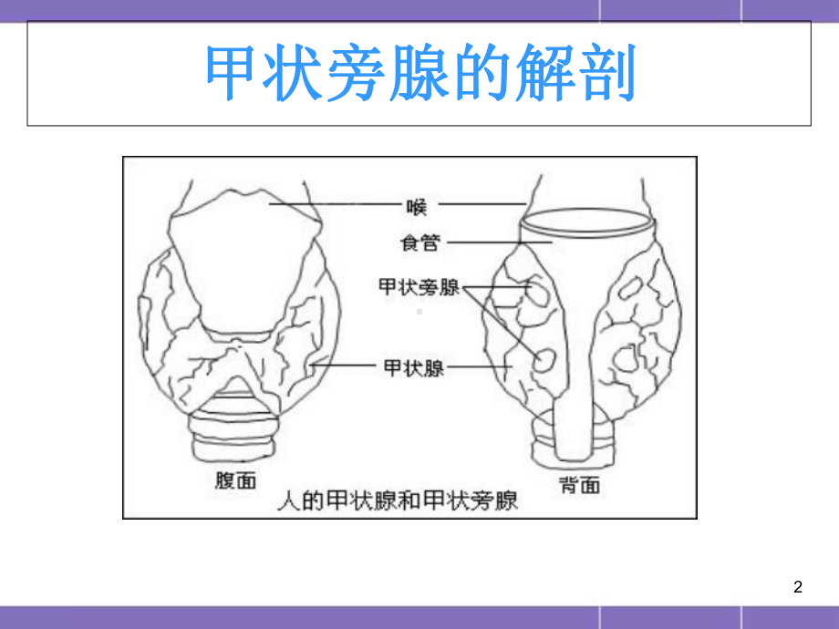 医学课件-甲状旁腺功能减退课件.ppt_第2页