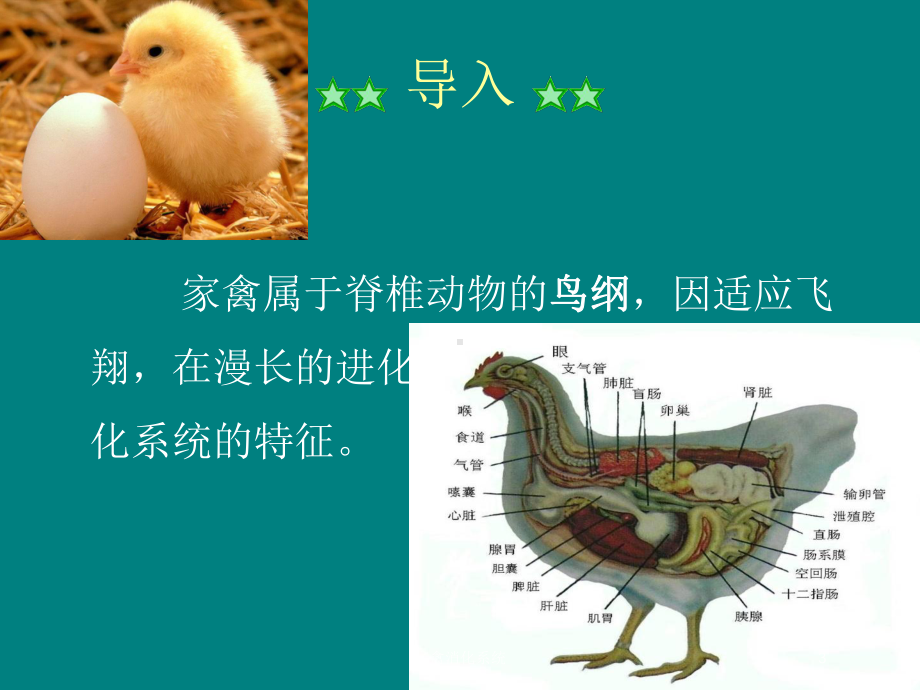 家禽消化系统培训课件.ppt_第3页