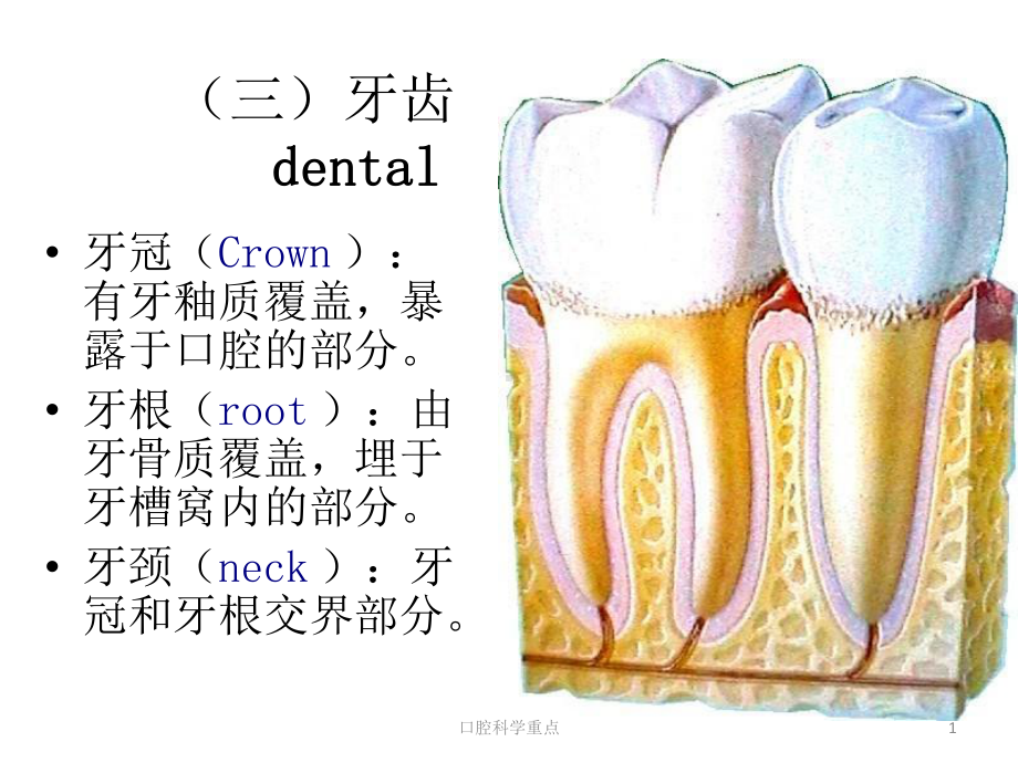 口腔科学重点课件.ppt_第1页