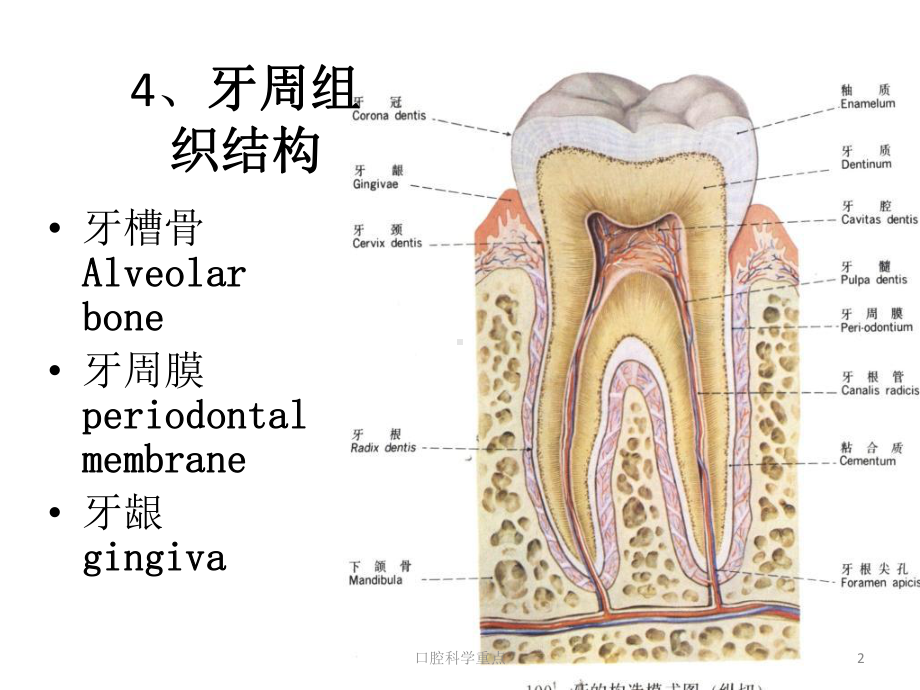 口腔科学重点课件.ppt_第2页