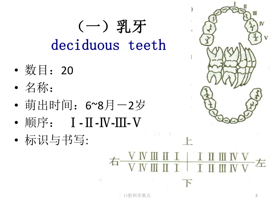 口腔科学重点课件.ppt_第3页