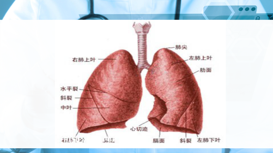 外科护理第十三章第三节肺癌病人的护理课件.ppt_第3页