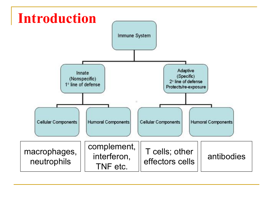 固有免疫系统及其应答课件-2.ppt_第2页