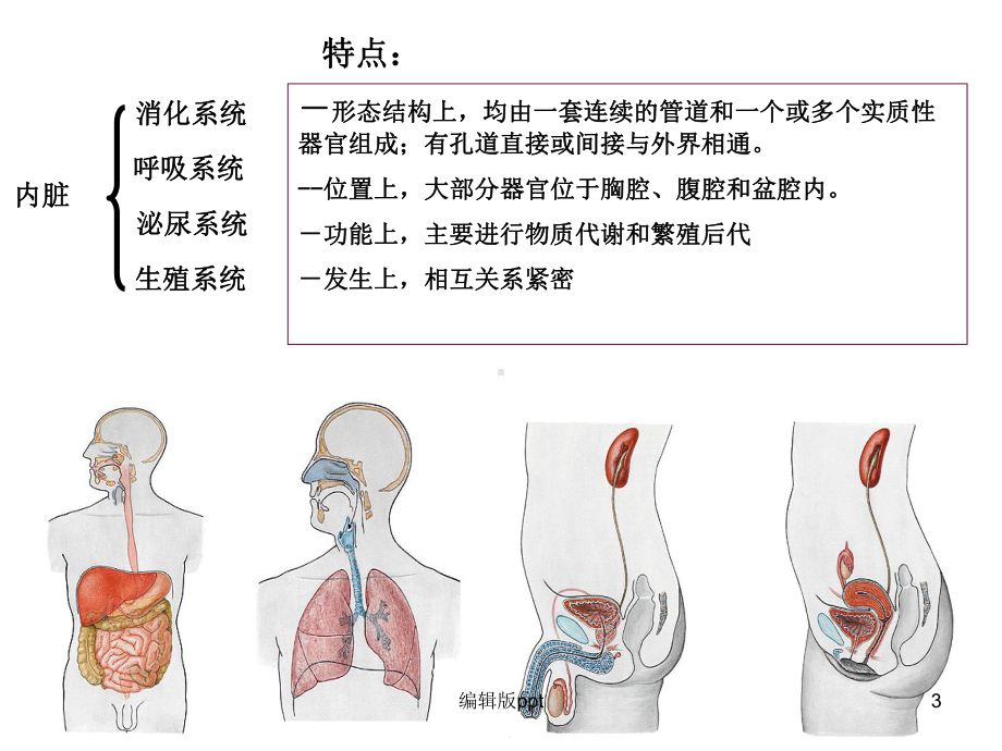 内脏总论消化系统课件-2.ppt_第3页