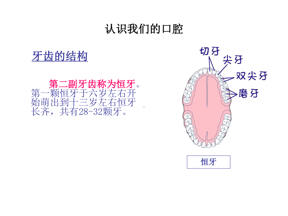 保护牙齿教育讲座课件.ppt_第3页