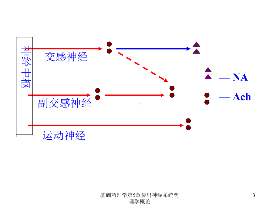 基础药理学第5章传出神经系统药理学概论课件.ppt_第3页