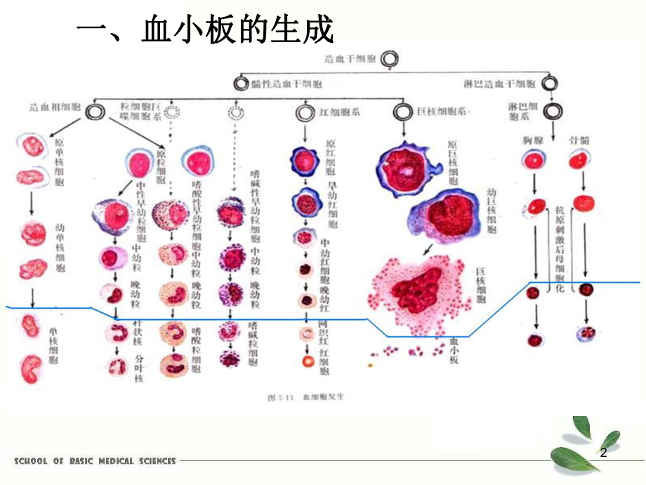 原发性血小板增多症的诊断与治疗课件.ppt_第2页