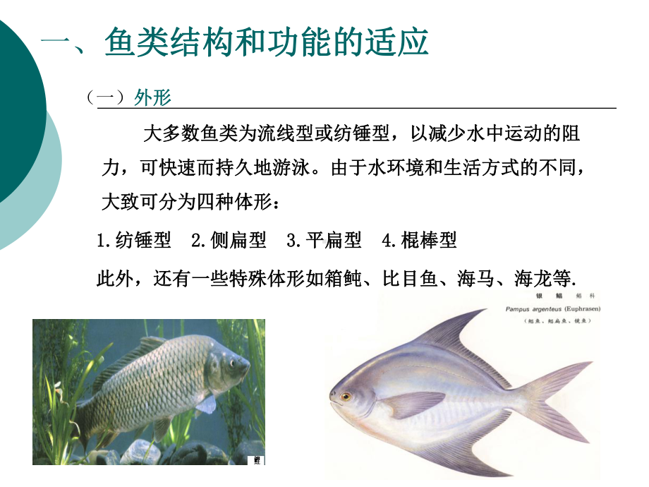 动物生物学16-鱼纲课件.ppt_第3页