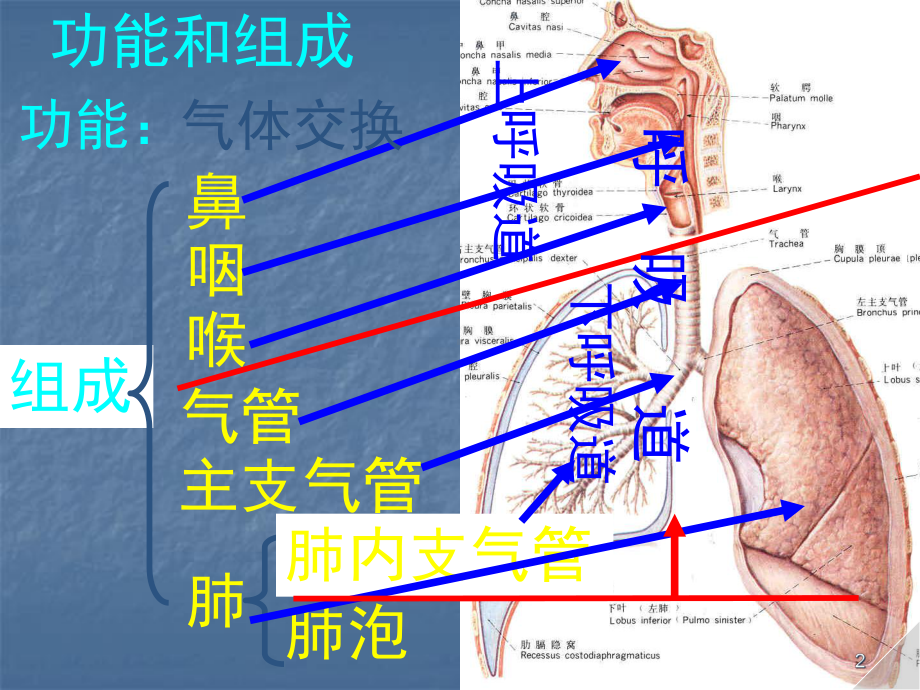 医学课件-呼吸道教学课件.ppt_第2页