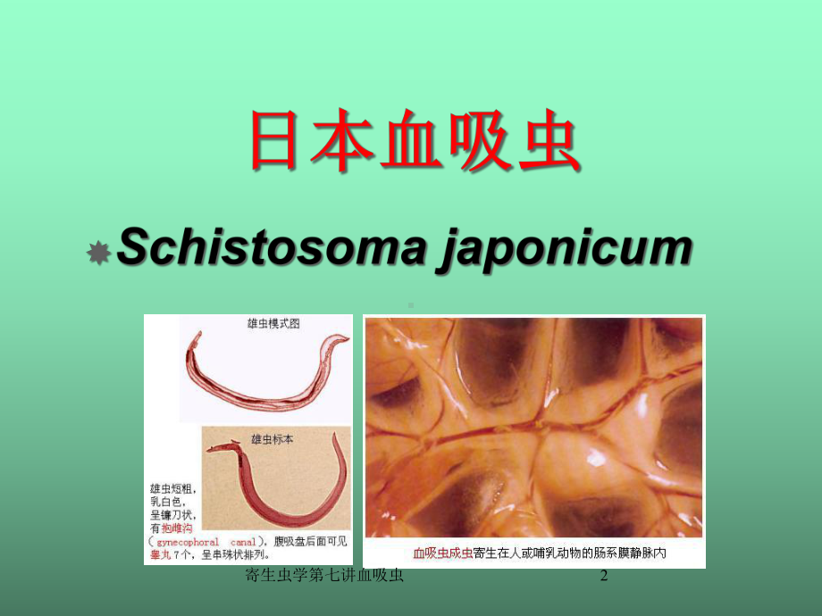 寄生虫学第七讲血吸虫课件.ppt_第2页