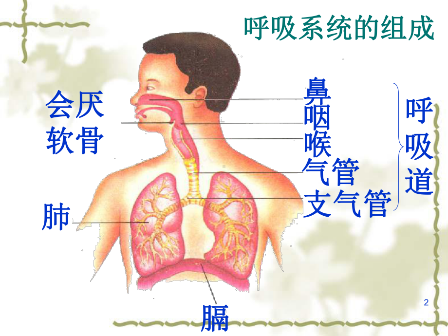 呼吸道对空气的处理课件-3.ppt_第2页