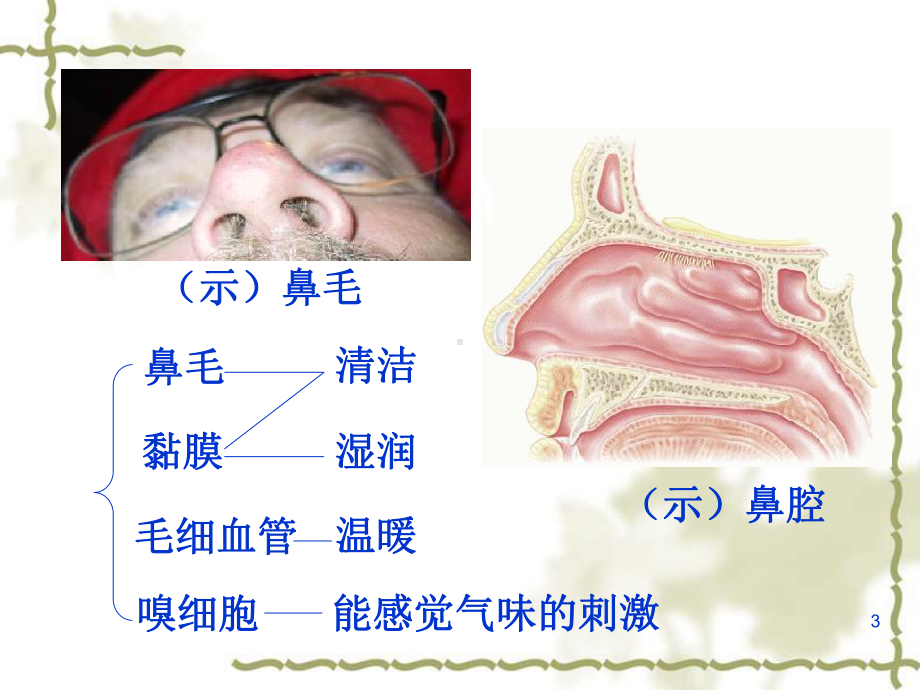 呼吸道对空气的处理课件-3.ppt_第3页