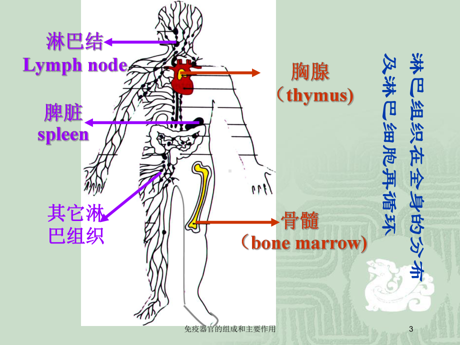 免疫器官的组成和主要作用培训课件.ppt_第3页