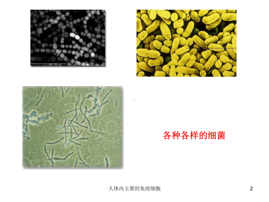 人体内主要的免疫细胞课件.ppt_第2页