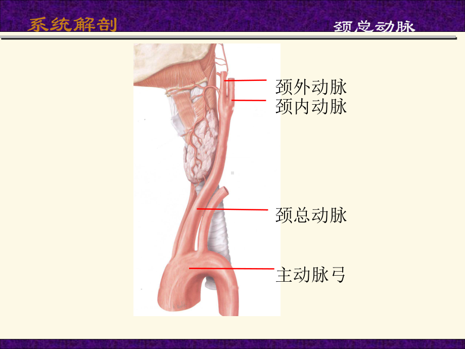 头颈部血管课件.ppt_第3页