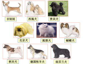 医学微生物学(第八版)第三十三章其他病毒和朊粒课件.ppt