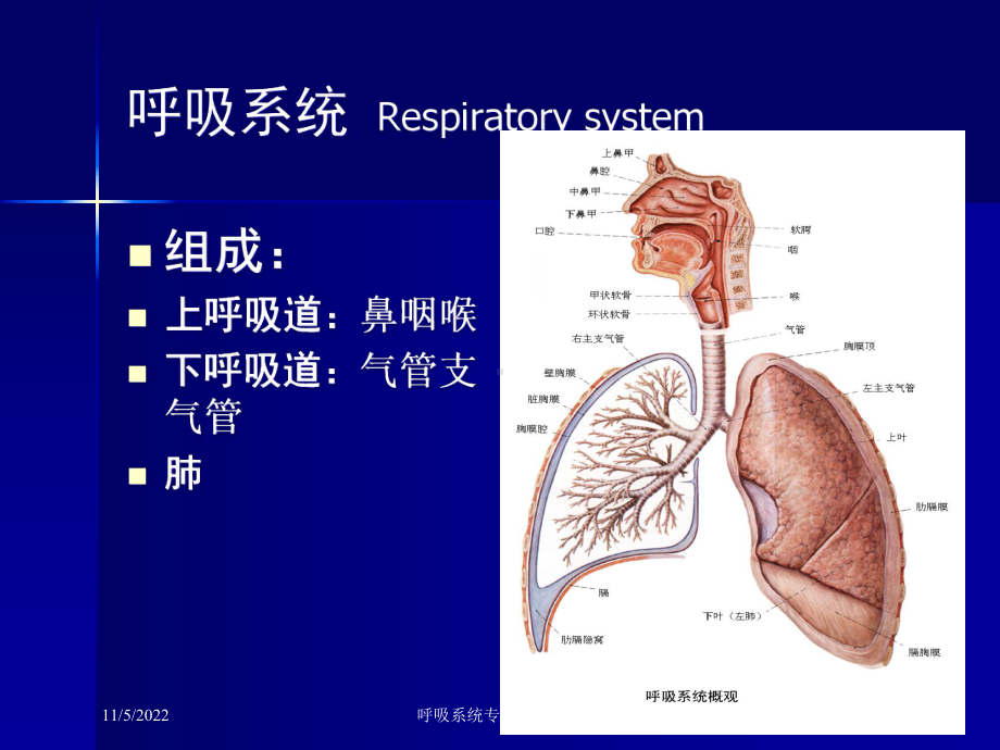 呼吸系统专题培训讲座培训课件.ppt_第1页